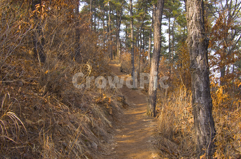 산길,길,나무,숲,등산,road,pass,mountain,tree,fall,autumn,풍경,감정,감성,자연,계절,풍경사진,감성사진,정취