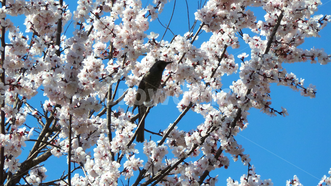 벚꽃,벚나무,봄,blossom,꽃