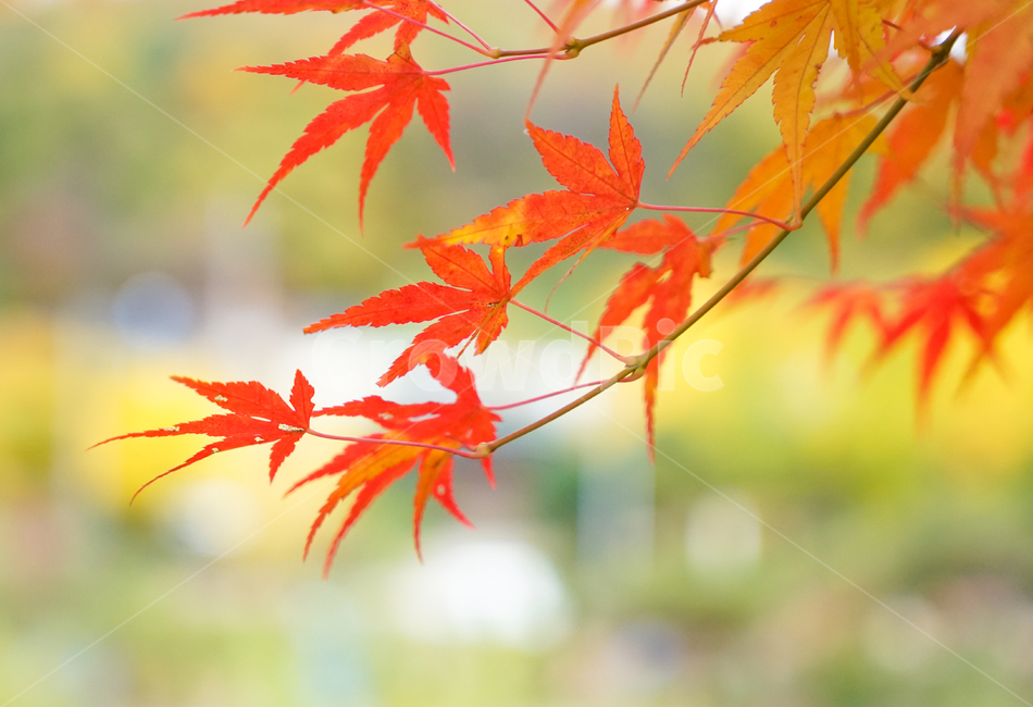 단풍,가을,물단풍,나무,계절,추색,단풍잎,잎새,가을,계절,fall,autumn,season,plant,식물,leaf,잎,tree