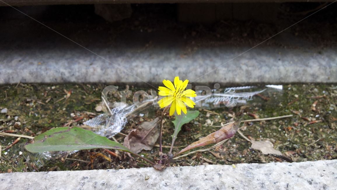 꽃,식물,야생화,잡초,풀,식물,자연,plants,nature,꽃,flower