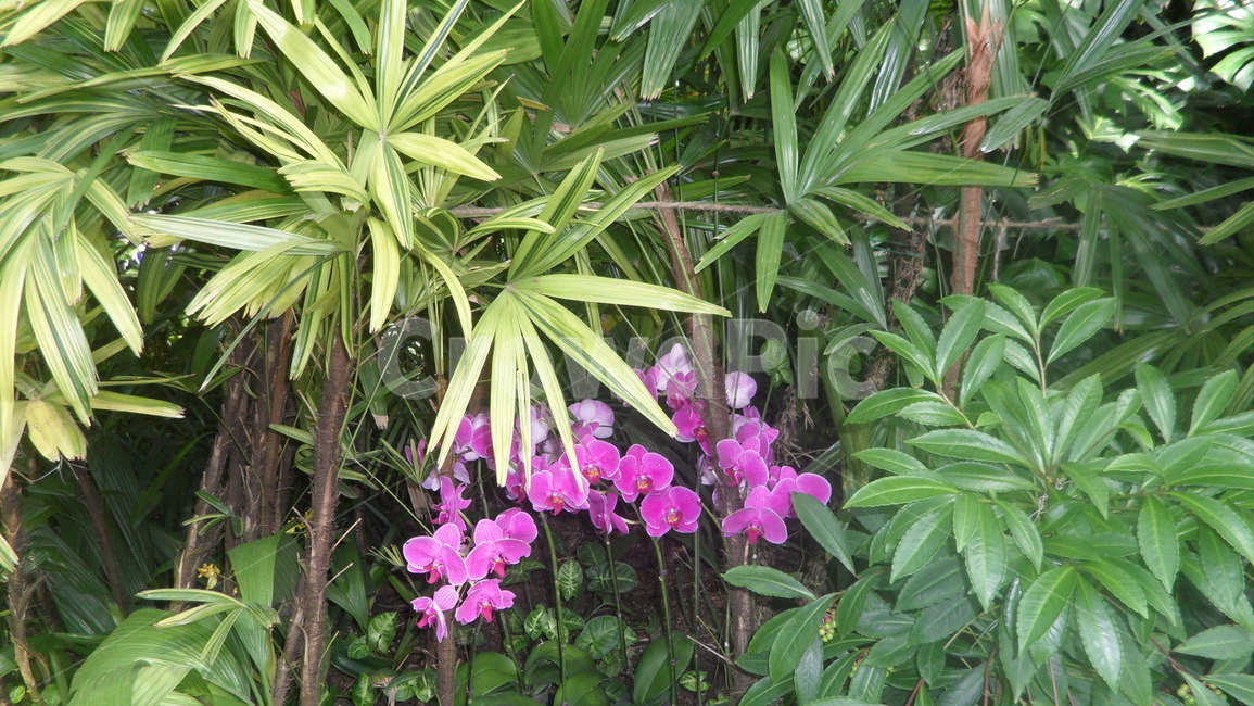 plant,식물,꽃,자연,flower,식물,자연,plants,nature,꽃,flower