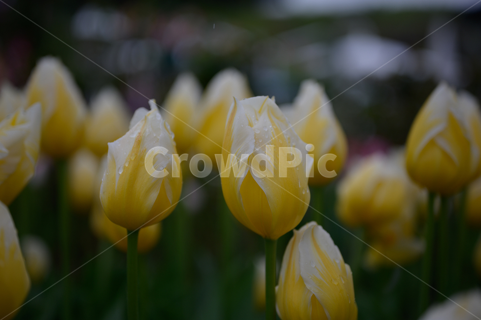 꽃,튤립,봉오리,꽃봉오리,봄,tulip,flower