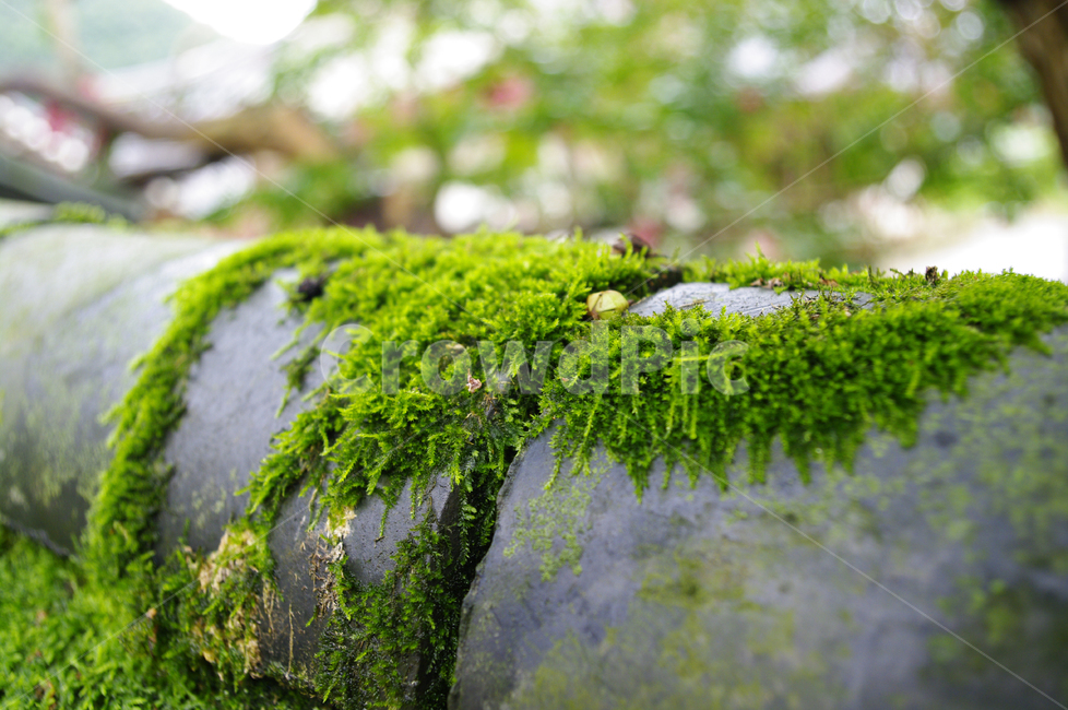 식물,plant,이끼,담장,기와,식물,자연,plants,nature
