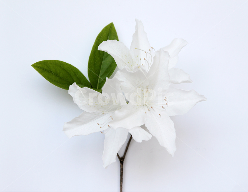 azaleas,azaleasflowers,closeup,decoration,detail,flower,fresh,green,leaf,leaves,macro,natural,nature,plant,royalazaleablossom,whiteazaleasflowers,철쭉,철쭉꽃,클로즈업,디테일,꽃,신선한,그린,녹색,잎,나뭇잎,잎사귀,자연,식물,플라워,흰색,화이트,흰배경,진달래,식물,자연,plants,nature,꽃,flower,누끼,remove background