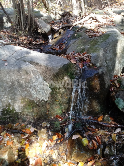 단풍,낙엽,바위,나무,물,자연,옥외,outdoors,water,nature,leaf,가을,풍경