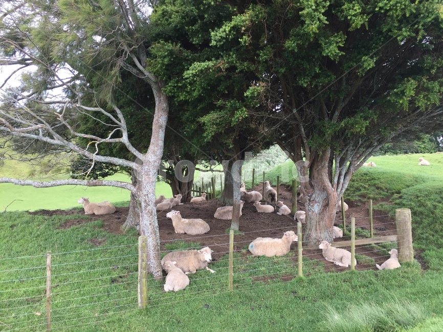 animal,동물,sheep,양,mammal,포유류,plant,식물,grass,잔디,목장,뉴질랜드,초원,양떼목장