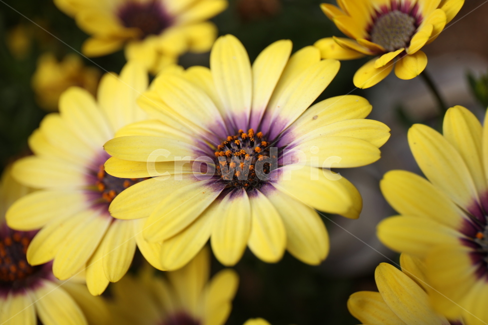 꽃,화훼,플라워,flower,flowergarden
