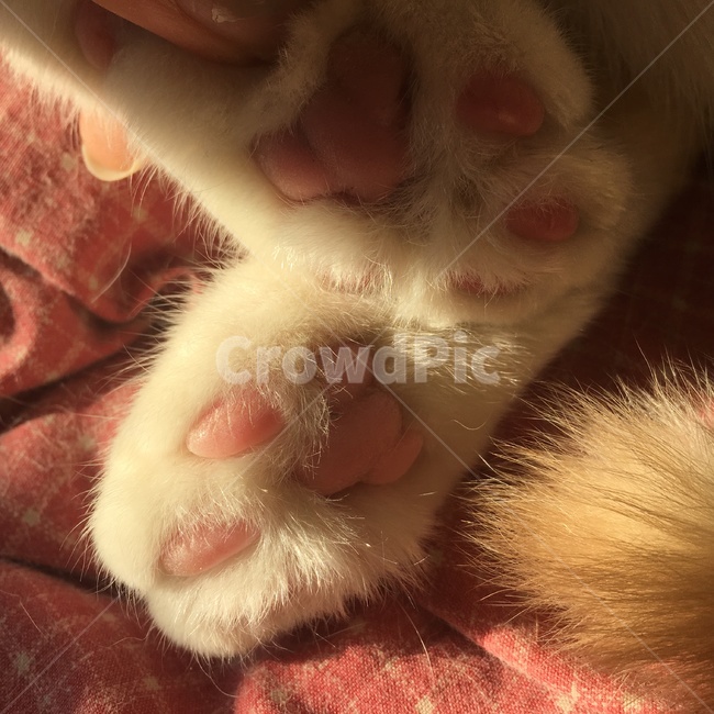 고양이,감성,고양이발바닥,동물,애완묘