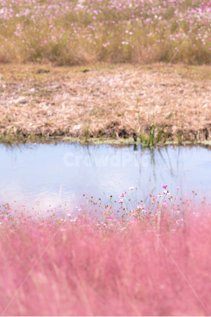 핑크뮬리,자연,식물,나무,풍경,landscape,plants,nature,배경화면,가을,계절,fall,autumn,season,자연,풍경,nature,landscape,land,땅,outdoors,옥외,water,물