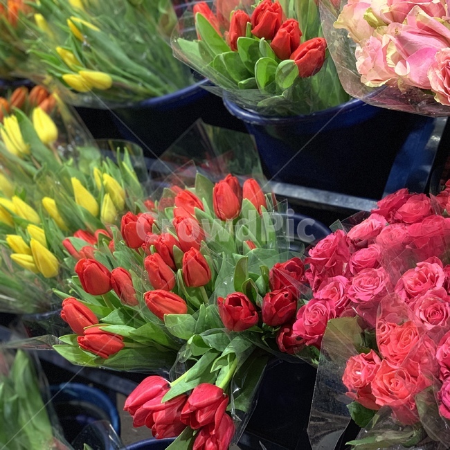 꽃,꽃집,튤립,빨간꽃,한송이,flower