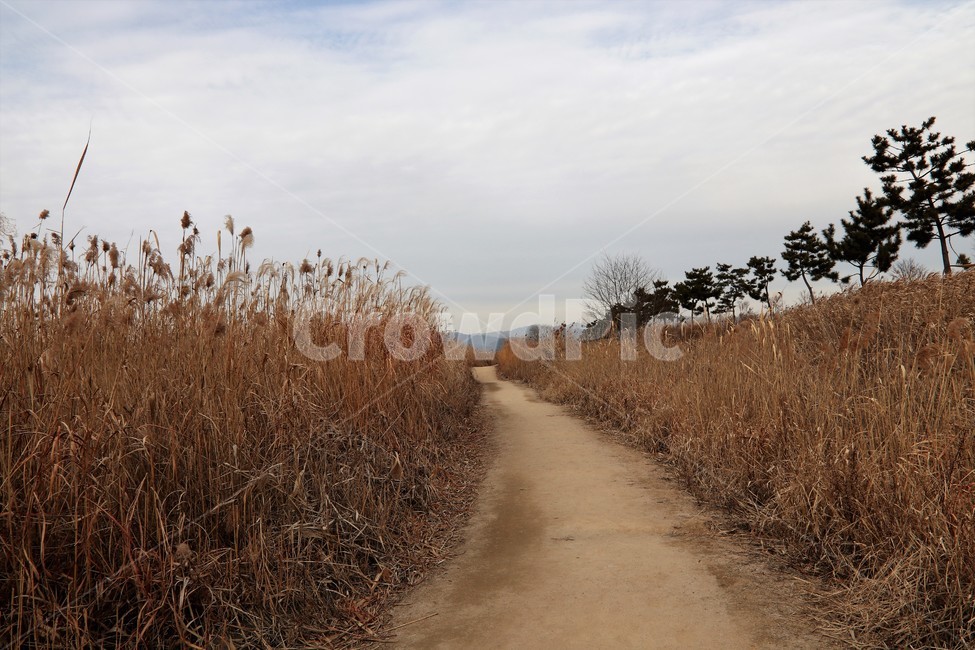 오솔길,숲길,가을산길,마실,갈대,갈대밭,나무,시골,가을,계절,fall,autumn,season,자연,풍경,nature,landscape,gravel,자갈,road,도로,dirt road,흙길,ground,바닥