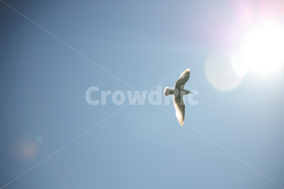 푸른하늘,창공,날다,태양,갈매기,날개,플레어,동물,animal,조류,새,birds