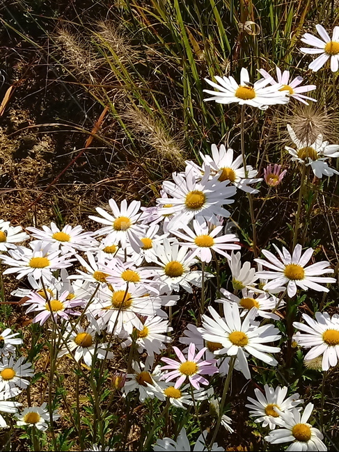 쑥부쟁이,식물,flower,plant,다년생초본식물,국화과,식물,자연,plants,nature,꽃,flower