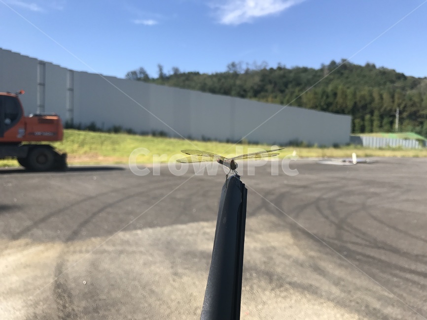 asphalt,아스팔트,잠자리,와이퍼,하늘,구름,곤충,벌레,insect,bug
