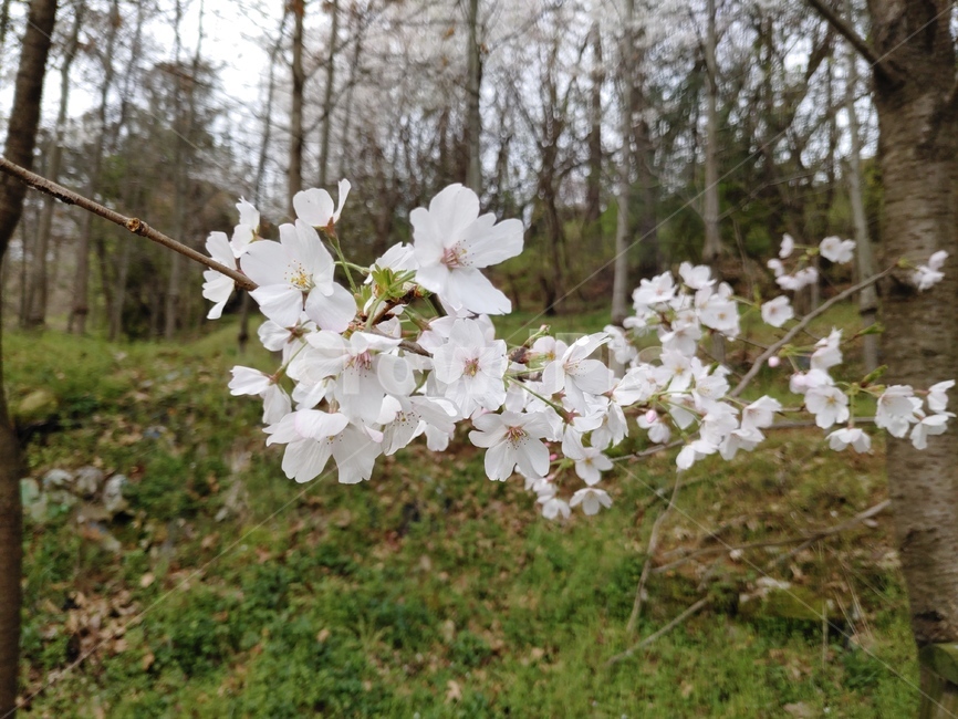 꽃,flower,식물,벚꽃,하얀꽃