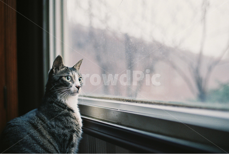 고양이,코숏,창문,창가,응시