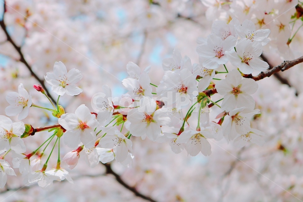 벚꽃,나무,꽃,핑크,cherryblossom,봄,계절,spring,season,식물,자연,plants,nature,꽃,flower,plant,blossom