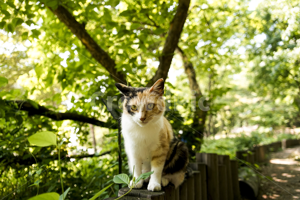 고양이,동물,포유류,길냥이,cat,animal,pet,동물,animal,포유류,mammal,고양이,cat,kitten,kitty
