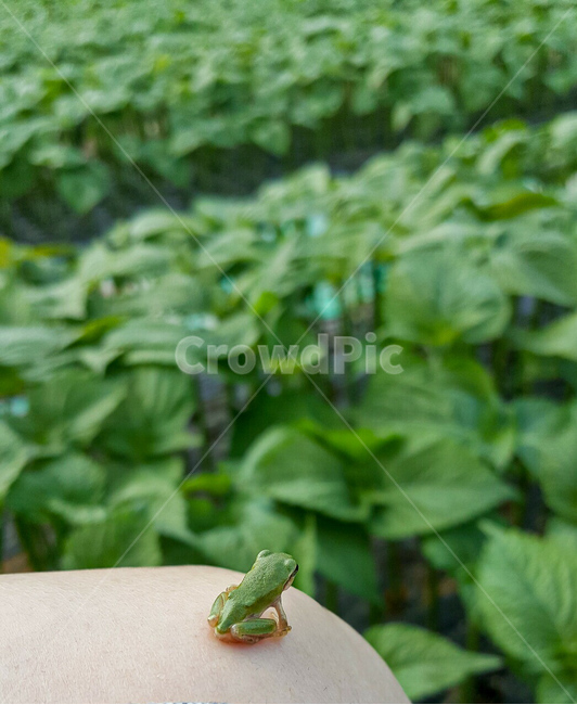 청개구리,개구리,깻잎,밭,깻잎밭,들깨잎,초록,무릎위,전원풍경,농촌,농사