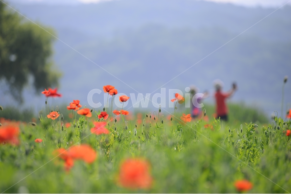 자연,풍경,꽃양귀비,꽃,빨강,초록,물의정원,nature,landscape,봄,red,green,식물,자연,plants,nature,꽃,flower,사람,인물,인간,human,person
