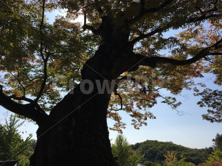 자연,자연환경,나무,숲,풍경,식물,자연,plants,nature,나무,trees,wood