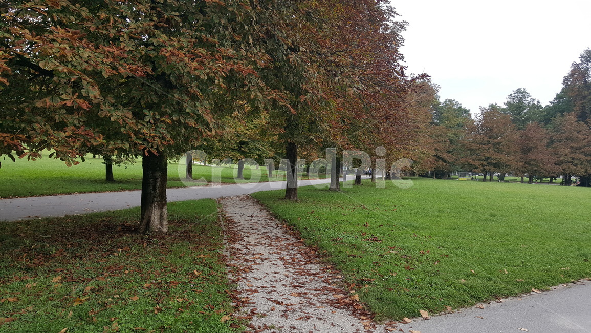 plant,식물,tree,나무,grass,잔디,treetrunk,나무줄기,park,공원,가을,autumn,fall,가을,계절,fall,autumn,season,자연,풍경,nature,landscape,tree trunk,나무 줄기