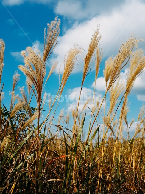 갈대,하늘,풍경,가을,갈대숲,프로필사진,배경사진,청명,가을,계절,fall,autumn,season,grass,잔디,plant,식물