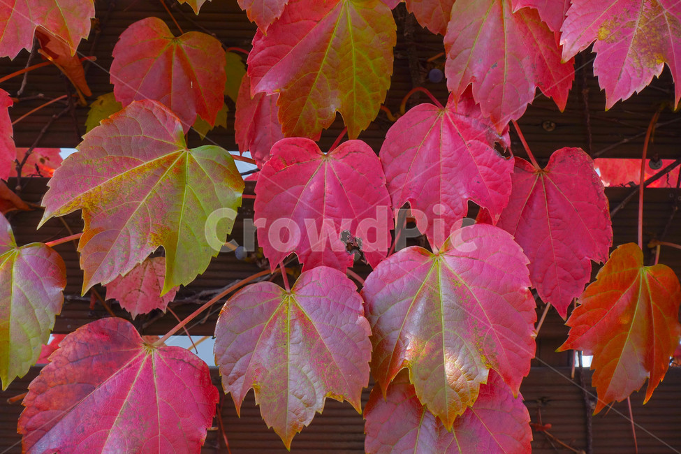 꽃,낙엽,가을,난간,계절,plant,가을,계절,fall,autumn,season,식물,자연,plants,nature