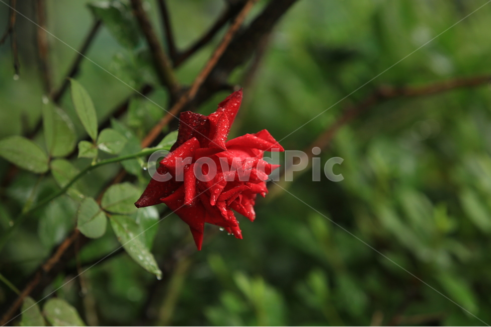 비,풍경,빗방울,소경,rain,비오는소경,식물,자연,plants,nature,꽃,flower,비,비오는날,rain,rainy