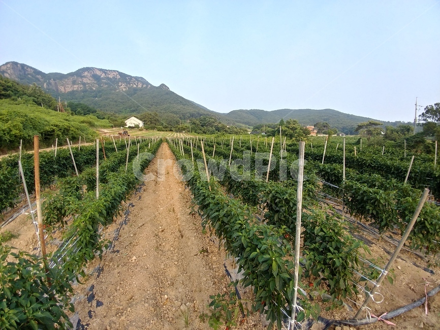 밭,농사,자연,시골,고추밭,농촌,농장,rural,옥외,farm,농업,농사,agriculture,farming,farming industry