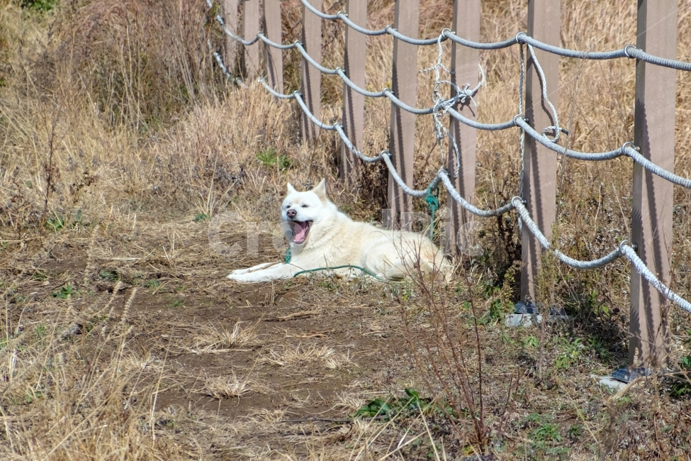 동물,강아지,멍멍이,개,반려동물,포유류,하품,dog,puppy,animal,감성,애완동물,pet,스냅,스냅사진,동물,animal,포유류,mammal,개,강아지,dog,doggy