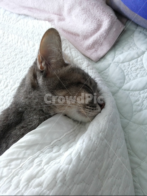 고양이,동물,자는고양이,잠자는고양이,고양이옆모습