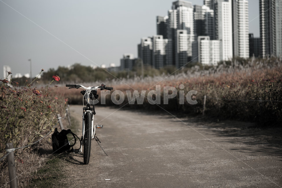 bicycle,road,Cosmos,Cosmos Road,Han River