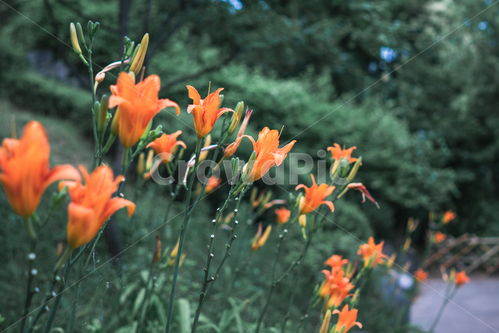 plant,식물,자연,풍경,꽃,flower