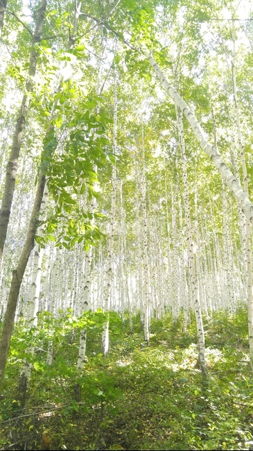 인제,자작나무숲,인제자작나무,자작나무,흰색자작나무,흰색나무,숲,풍경,나무,자연,자연,풍경,nature,landscape,tree,plant,식물