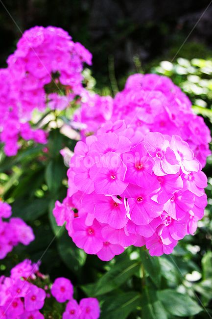 flower,geranium,제라늄,plant,식물,blossom,꽃,수국