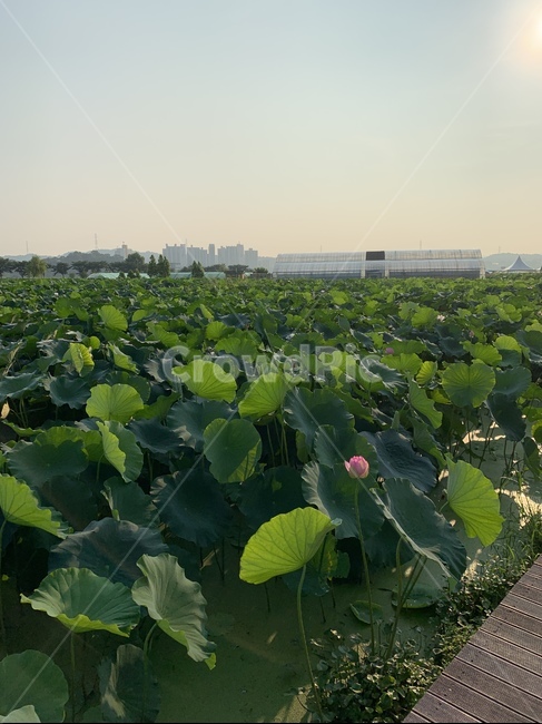 plant,식물,관곡지,시흥,시흥명소,연꽃,연꽃잎,햇살,아침