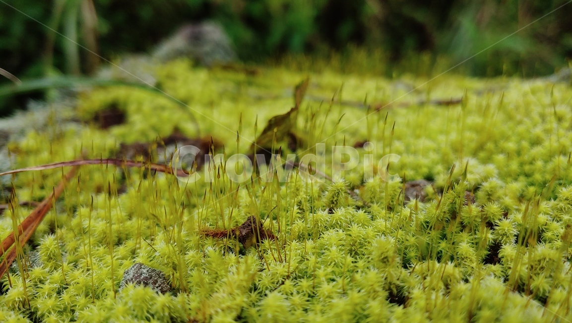 이끼숲,moss,freshmossforest,이끼,grassgreen,viridity,vert,이끼생태,자연,nature,feshcolor,naturalenvironment,naturalbeauty,식물,초록초록,식물,자연,plants,nature