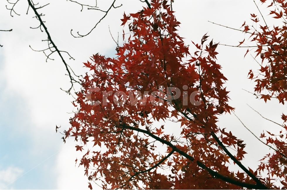 하늘,단풍,나뭇가지,필름사진,가을,가을,계절,fall,autumn,season,식물,자연,plants,nature,plant,leaf,잎,tree,나무,maple
