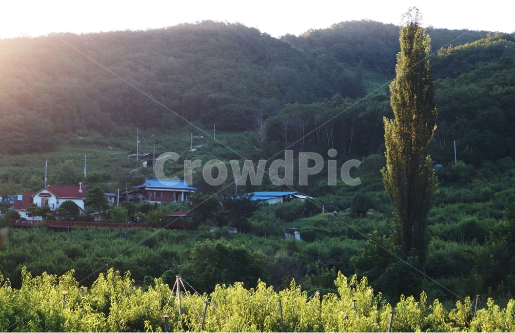 미루나무,여름,풍경,충북,음성,시골,마을,풍경,landscape,country,rural,town,식물,자연,plants,nature,나무,trees,wood