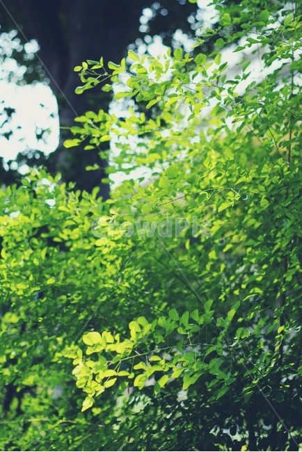 봄,초록,나무,자연,힐링,spring,leaf,green,tree,nature,healing,여유,휴식,relax,나뭇잎,잎,봄,계절,spring,season,식물,자연,plants,nature
