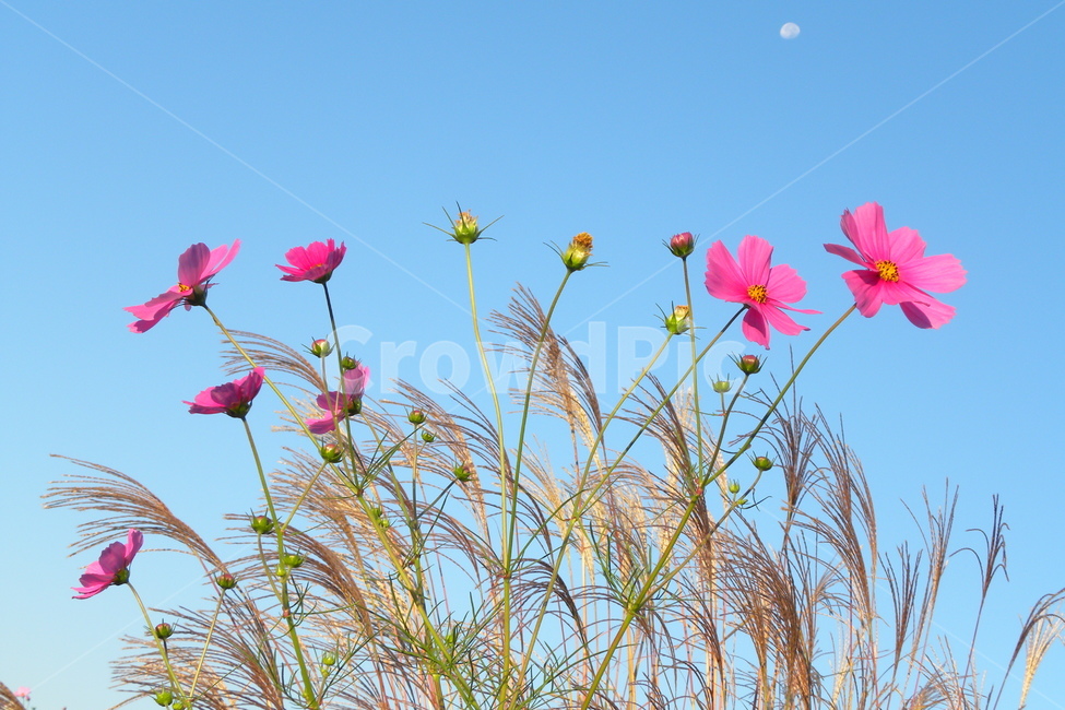 코스모스,억새,달,분홍색,파란하늘,식물,자연,plants,nature,꽃,flower