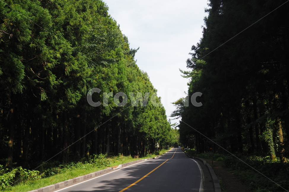 제주,제주도,사려니숲길,나무,하늘,도로,자연,풍경,jeju,wood,forest,sky,nature,landsacpe