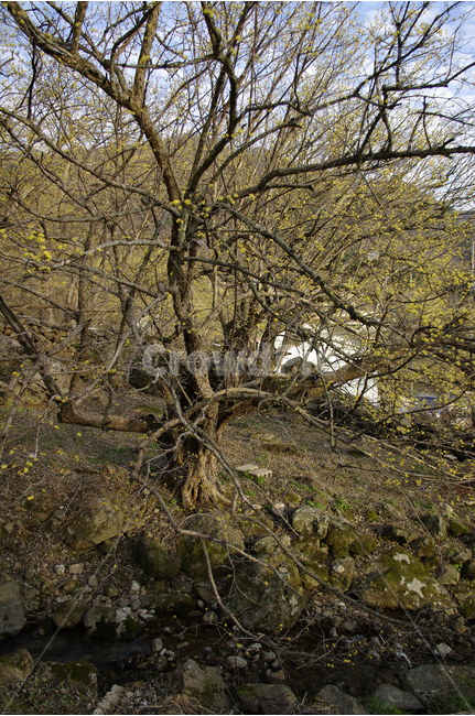 산수유,나무,하늘,꽃봉오리,봄,봄날,봄풍경,봄꽃,감성,spring,flower,봄길,산책,봄나들이,식물,꽃,봄,계절,spring,season,식물,자연,plants,nature,나무,trees,wood,tree,plant,tree trunk,나무 줄기