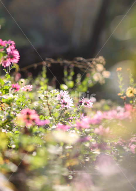 구절초,꽃,가을꽃,식물,국화,식물,자연,plants,nature,꽃,flower,휴식,힐링,rest,relaxation,healing