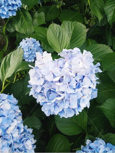 꽃,파랑,여름,나뭇잎,flower,leaf,blue