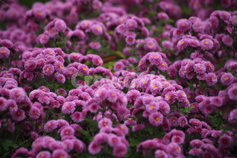 국화,식물,꽃,가을꽃,chrysanthemum,식물,자연,plants,nature,꽃,flower