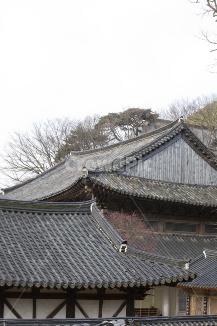 화엄사,각황전,문화유산,문화재,전통건축물,홍매화,봄,지붕,기와,건물,사찰