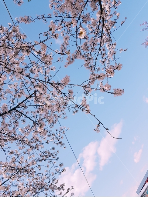 벚꽃,봄,하늘,벚꽃놀이,봄소풍,봄,계절,spring,season,자연,풍경,nature,landscape,plant,식물,flower,꽃,blossom