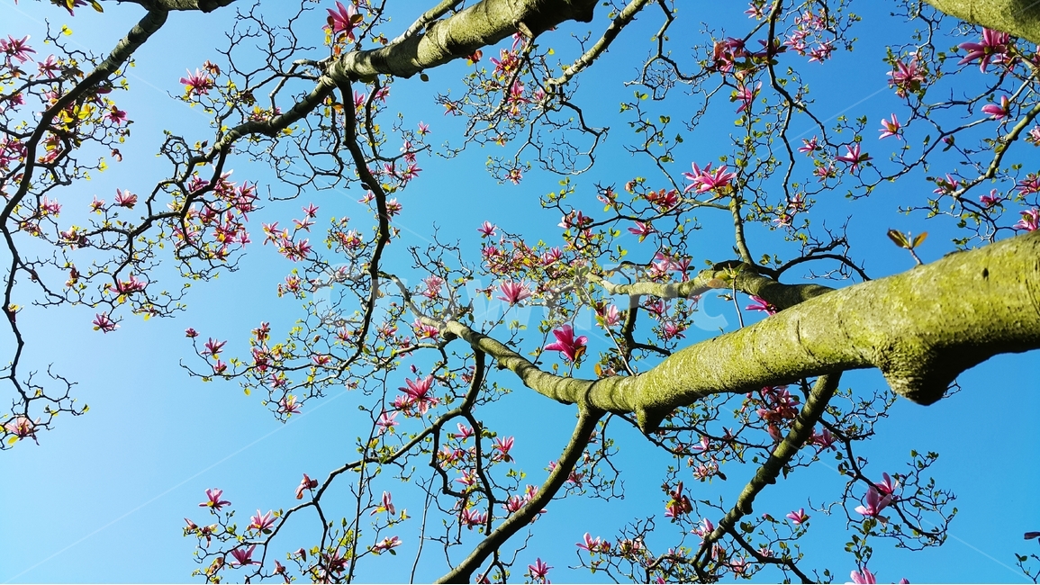 목련,목련꽃,자주색목련,자목련,봄꽃,식물,자연,plants,nature,꽃,flower